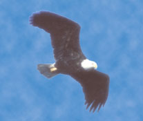 Bald Eagle Watching in Sauk-Prairie, Wis.